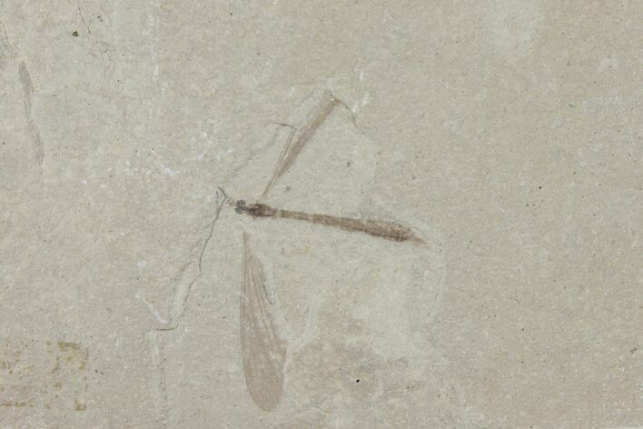 Fossil Crane Fly (Pronophlebia) - Green River Formation #94988